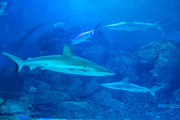 Singapore, Asia, a shark swimming under water © SkandaRamana