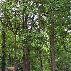 Beautiful forest in my backyard 
