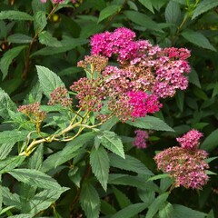 flowers in the garden