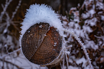 frozen log