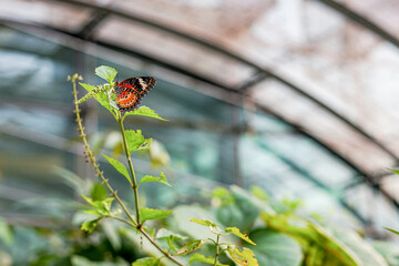 Singapore, Asia, a butterfly in a garden © SkandaRamana