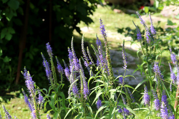 Bush of the plant Veronica spicata in the garden on a sunny day - color horizontal photo
