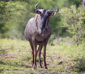 Close up front on view of a wild Wildebeest in Hluhluwe Imfolozi National Park, South Africa on 13 December 2024