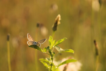 una farfalla licenide su un fiore in primavera