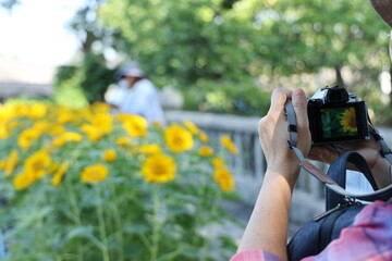  Yellow sunflowers in bloom. Blurred sunflower background. Tourists use digital cameras to capture the beauty of sunflowers in park.Process of taking photo of sunflowers field with blurred background
