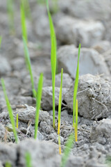 closeup the ripe green soil wheat stitch plant growing with leaves in the farm field with clay soft focus natural green brown background.