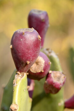 closeup the bunch juicy maroon cactus fruit with green plant soft focus natural green yellow background.