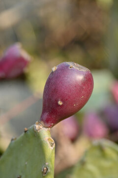 closeup the juicy maroon cactus fruit with green plant soft focus natural green yellow background.