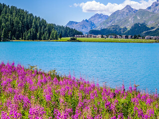 View of Sils-Maria with its beautiful flowers(camen&egrave;rio)Engadine-Switzerland
