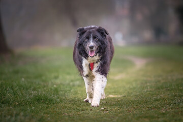 A Border Collie dog wearing a red harness and running towards the camera in a park in France