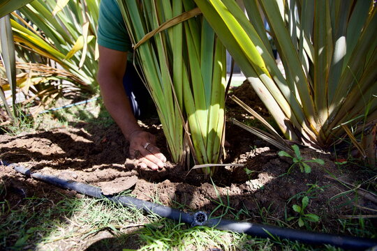 edificios, flores, plantas, verde