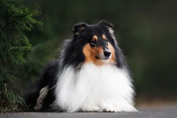 cute tricolor rough collie dog lying down outdoors