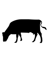 Cow clip art design on plain white transparent isolated background for card, shirt, hoodie, sweatshirt, apparel, card, tag, mug, icon, poster or badge