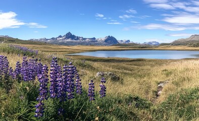 Obraz premium Photo of Stokksnes with vestigial mountains in the background, a beautiful blue sky and sunlight, vibrant purple Lupine flowers in the foreground, a small lake nearby, and a colorful grassy meadow