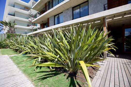 edificios, flores, plantas, verde