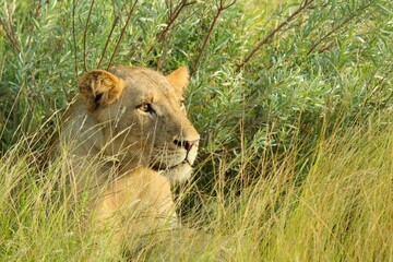 focused lion in the long grass