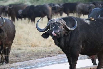 funny buffalo licking lips
