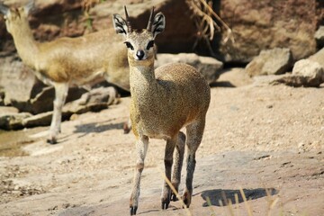 klipspringer on a dirt road