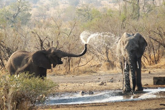 elephant spraying water at a waterhole