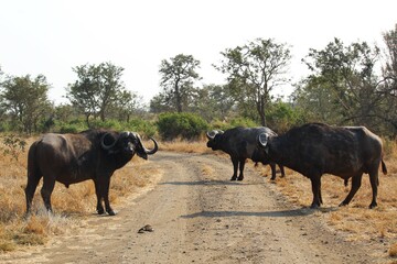 herd of male buffalo on a dirt road
