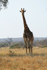 a dark coloured male giraffe standing tall