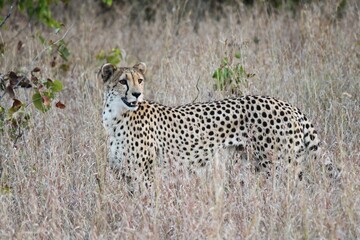 Naklejka premium cheetah in long beige grass in the savannah landscape in the Kruger National Park