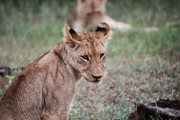 young lion feeling shy