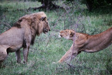 Fototapeta premium lion and lioness encounter each other