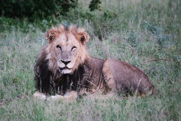 black maned male lion looking at camera
