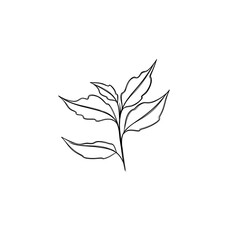  leaf pant line art. Minimalistic line drawing. leaf line art. Botanical drawing illustration by hand.