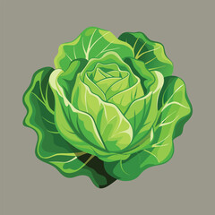 Fresh green leaf lettuce vector illustration