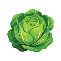 Fresh green leaf lettuce vector illustration