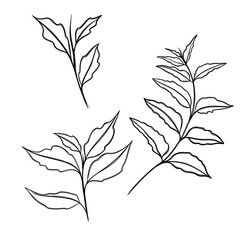  leaf pant line art. Minimalistic line drawing. leaf line art. Botanical drawing illustration by hand.