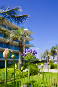 edificios, flores, plantas, verde