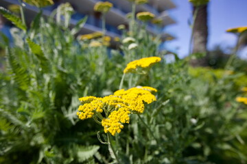 edificios, flores, plantas, verde