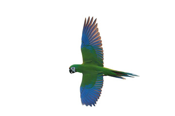 Beautiful flying Chestnut-Fronted Macaw parrot isolated on transparent background png file