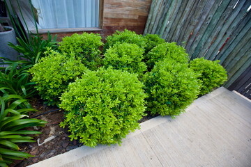edificios, flores, plantas, verde