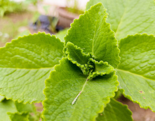 Close-Up of Plectranthus Amboinicus Leaves