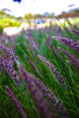 edificios, flores, plantas, verde