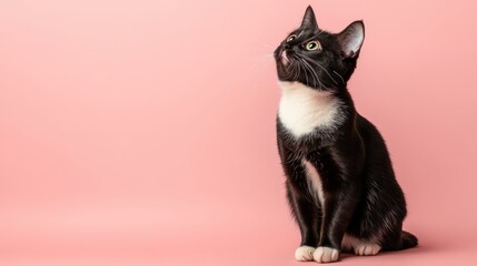 This lovely image features a black cat with a white chest, elegantly posed against a soft pink background, creating a contrast that highlights its features beautifully.