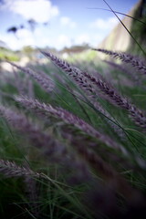 edificios, flores, plantas, verde