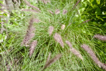 edificios, flores, plantas, verde