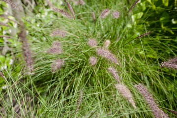 edificios, flores, plantas, verde