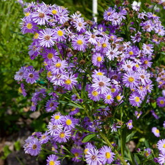 edificios, flores, plantas, verde