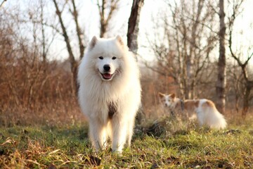 Samoyed stands on the field. At background is another small dog