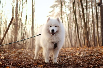 Samoyed stands in autumn forest at sunset.