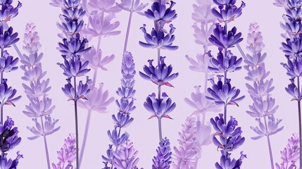 Fototapeta premium lavender seamless pattern wallpaper