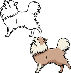 Pomeranian Spitz vector dog puppy