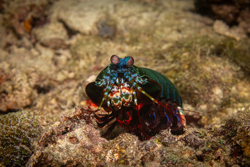 Mantis Shrimp, Siamil Island, Malaysia