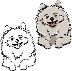 Pomeranian Spitz vector dog puppy